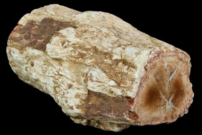 Polished Petrified Wood Limb - Madagascar #106636